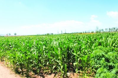 景泰縣國土資源工作紀實 沃土育佳果，科技興農譜新篇