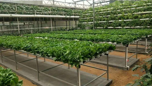 無土栽培 健康之選還是風險之虞？